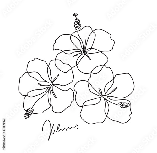 Beautiful hibiscus flower. Line art concept design. Continuous line drawing. Three blooming flowers. Vector illustration