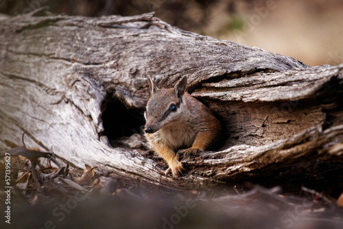 Numbat - Myrmecobius fasciatus also noombat or walpurti  insectivorous diurnal marsupial  diet consists almost exclusively of termites. Small cute animal termit hunter in the australian forest