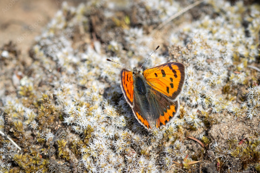 Small Copper butterfly on lichen bed Small Copper butterfly on lichen bed