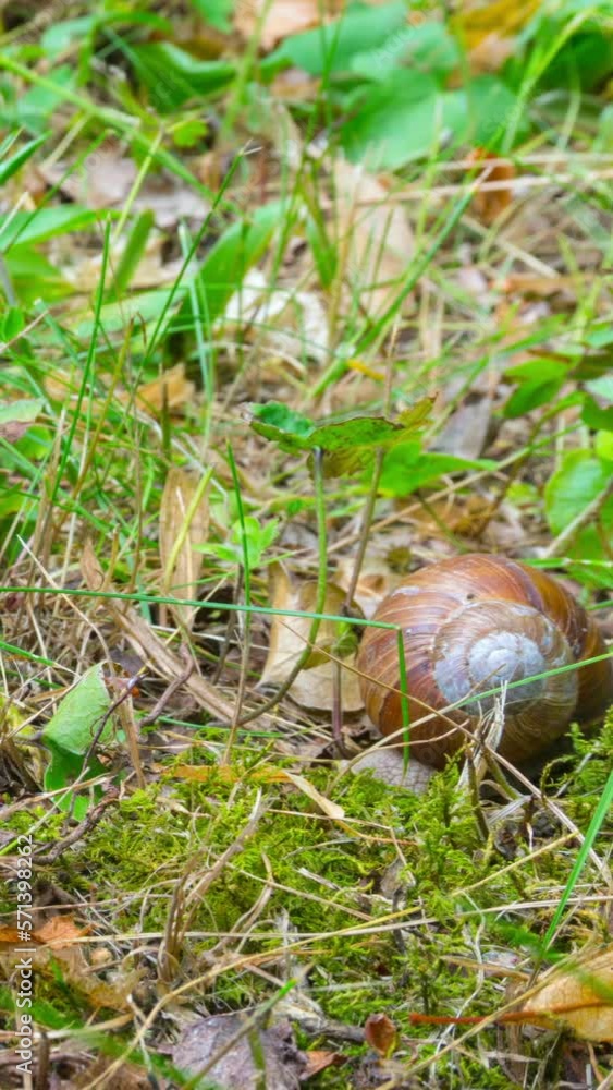 The snail crawls on the ground, vertical time-lapse The snail crawls on the ground, vertical time-lapse