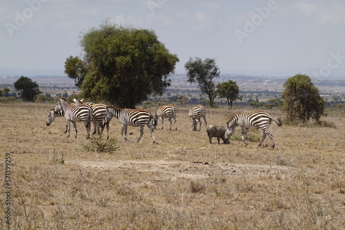 Kenya - Nairobi - Swara Plains Conservancy - Zebra