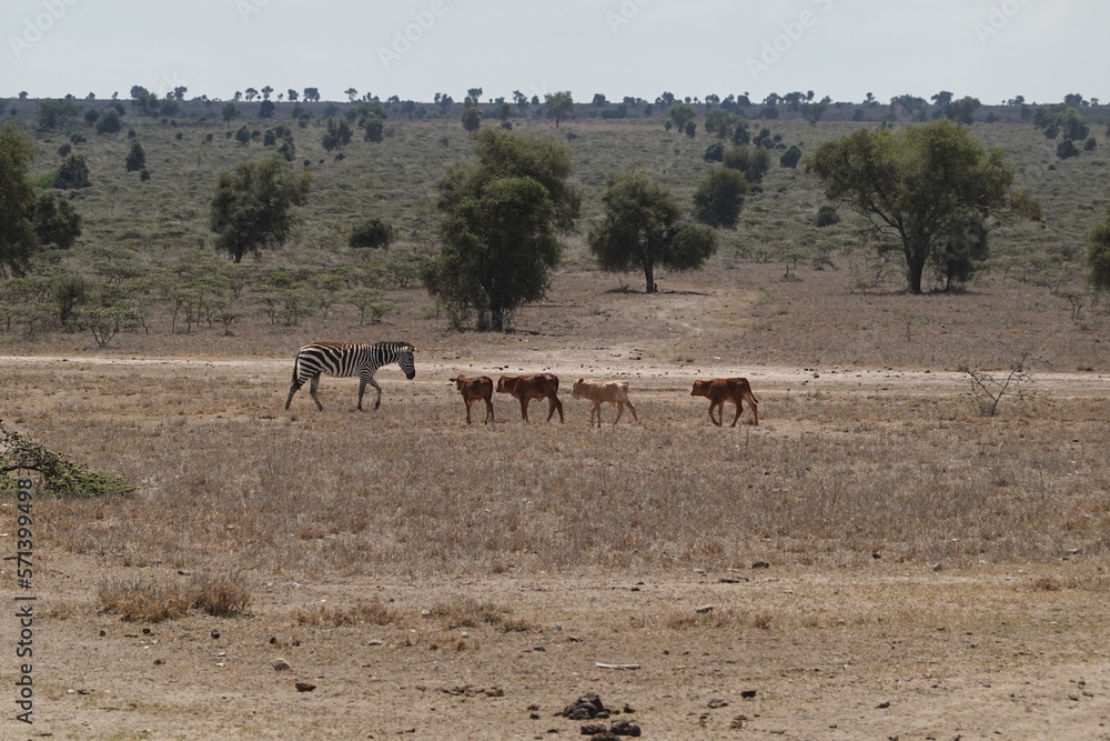 Fototapeta premium Kenya - Nairobi - Swara Plains Conservancy - Zebra and buffalo calves