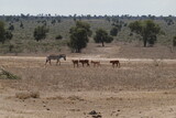 Kenya - Nairobi - Swara Plains Conservancy - Zebra and buffalo calves