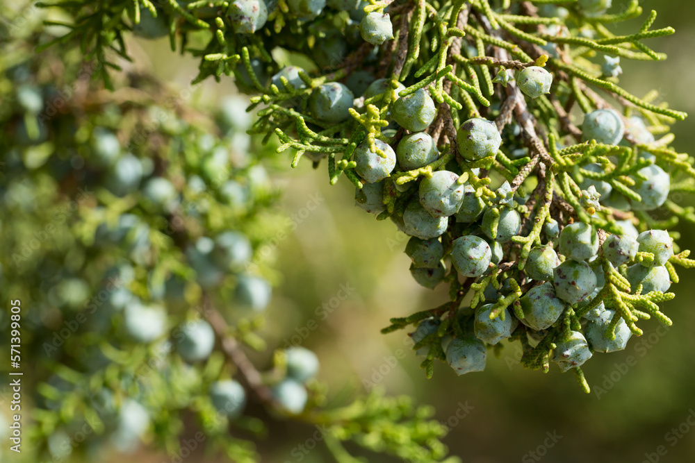 Closeup of bluish gray fruits of Juniperus californica tree in natural habitat..