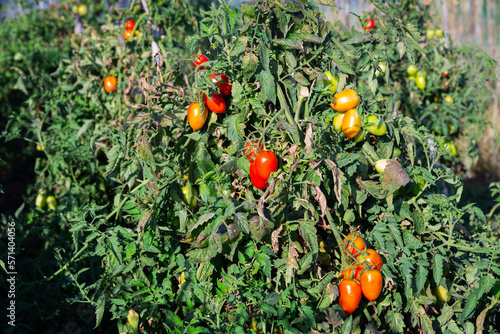 Red ripe cherry tomatoes grow on branches on the field photo