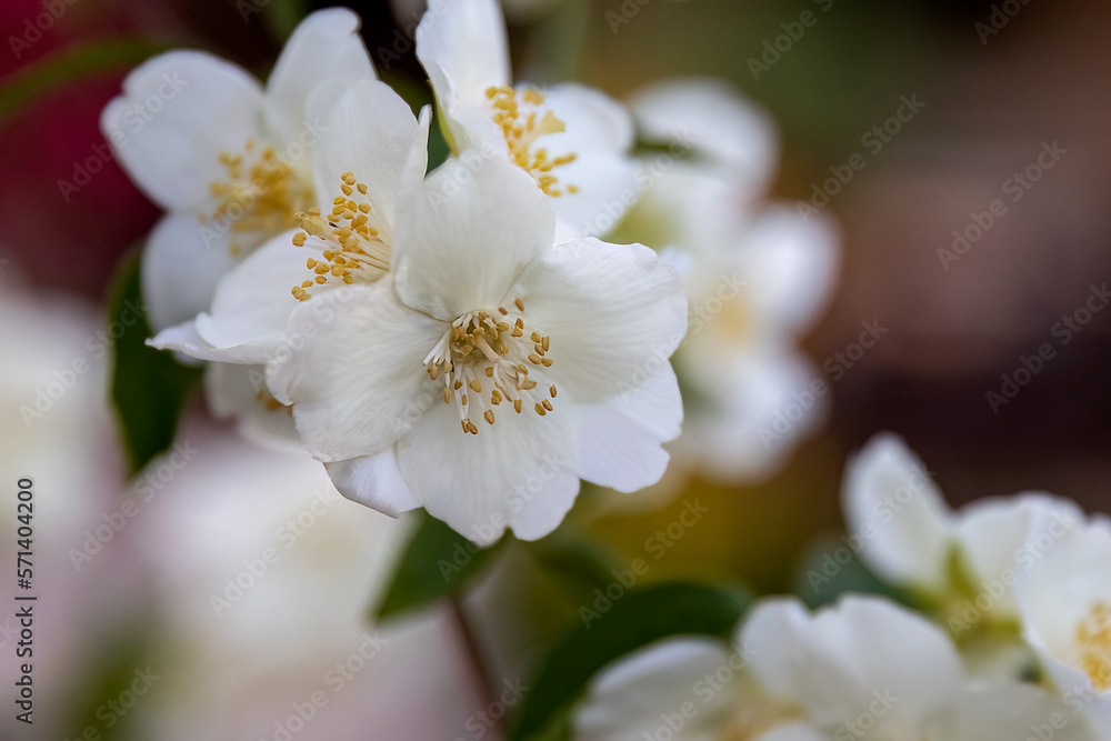 Philadelphus coronarius or sweet mock orange white flowers in the garden design. Philadelphus coronarius or sweet mock orange white flowers in the garden design.