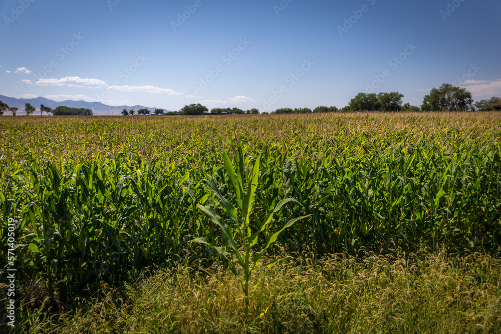 Large Farm of Developing Corn Crop in the Summer on a Sunny Day