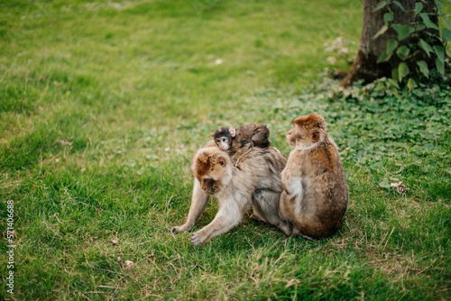Barbary Macaques. Monkeys native to the mountains of Morocco and Algeria. Single animals, groups, young, babies, climbing, groomimg, feeding and playing. © Alena Vilgelm