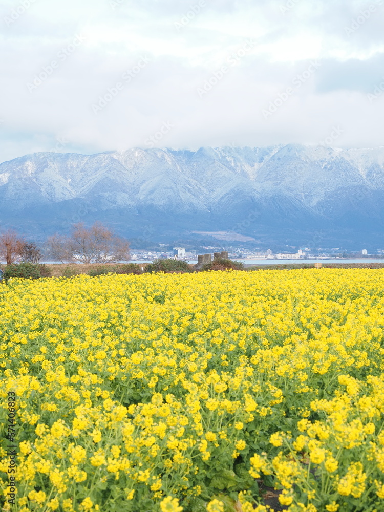 早咲きの菜の花畑