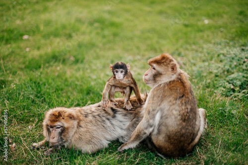 Barbary Macaques. Monkeys native to the mountains of Morocco and Algeria. Single animals, groups, young, babies, climbing, groomimg, feeding and playing. © Alena Vilgelm