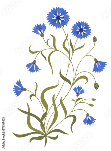Blue cornflower plant. Beautiful blue blossom. Botanic vector illustration. 