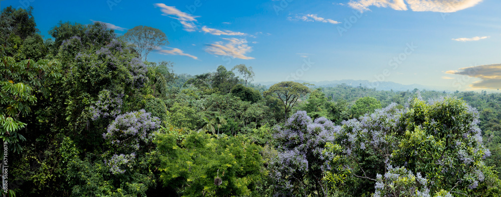 Stunning aerial panorama of a tropical forest: a nature background with the anillo tree, erisma uncinatum, flowering in the jungle tree canopy