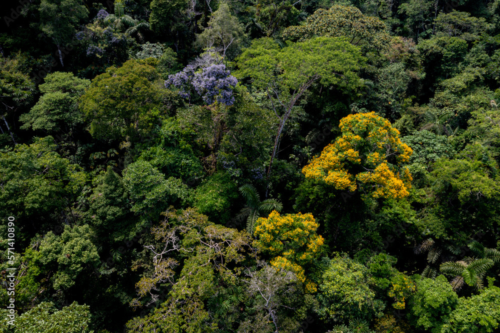 Turning around a tropical forest canopy: with a tamburu, Vochysia bracelineae and an Arenillo tree, erisma uncinatum flowering