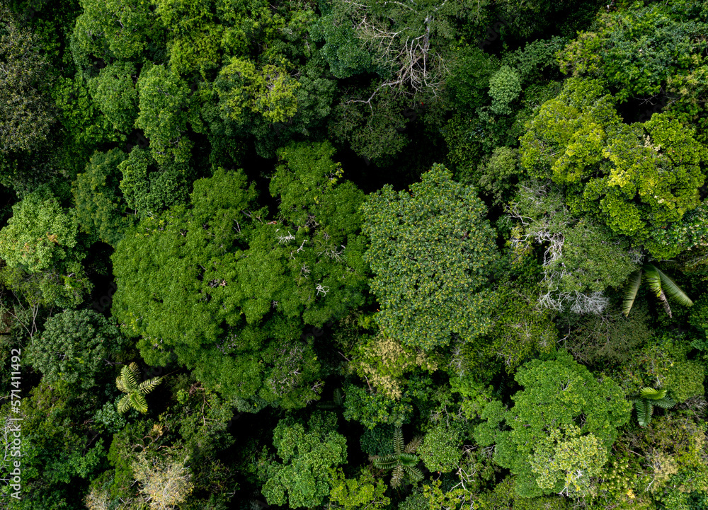 Aerial top view of a diverse jungle canopy: nature background showing the biodiversity of a tropical forest