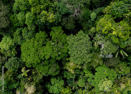 Aerial top view of a diverse jungle canopy: nature background showing the biodiversity of a tropical forest