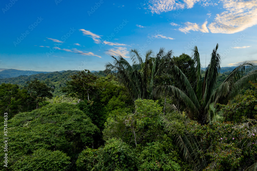 Aerial view, close up of large palm trees, ungurahua or Oenocarpus bataua sticking out the tree canopy of a tropical forest: green nature background Aerial view, close up of large palm trees, ungurahua or Oenocarpus bataua sticking out the tree canopy of a tropical forest: green nature background