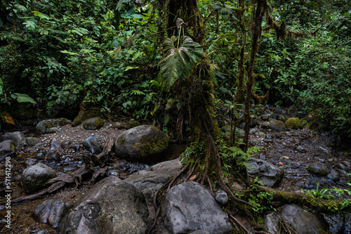 A tree has grown beautifully between large boulders in a tropical cloudforest  nature backround of a rainforest