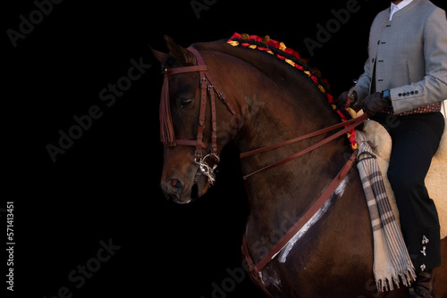 Chestnut andalusian horse and horseman, equestrian portrait on a black background. Pure Spanish thoroughbred for equitation with braided mane decorated with bows. photo