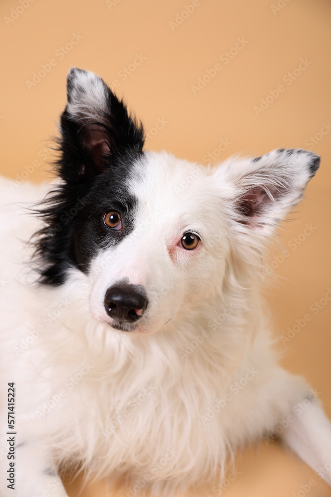 BORDER COLLIE