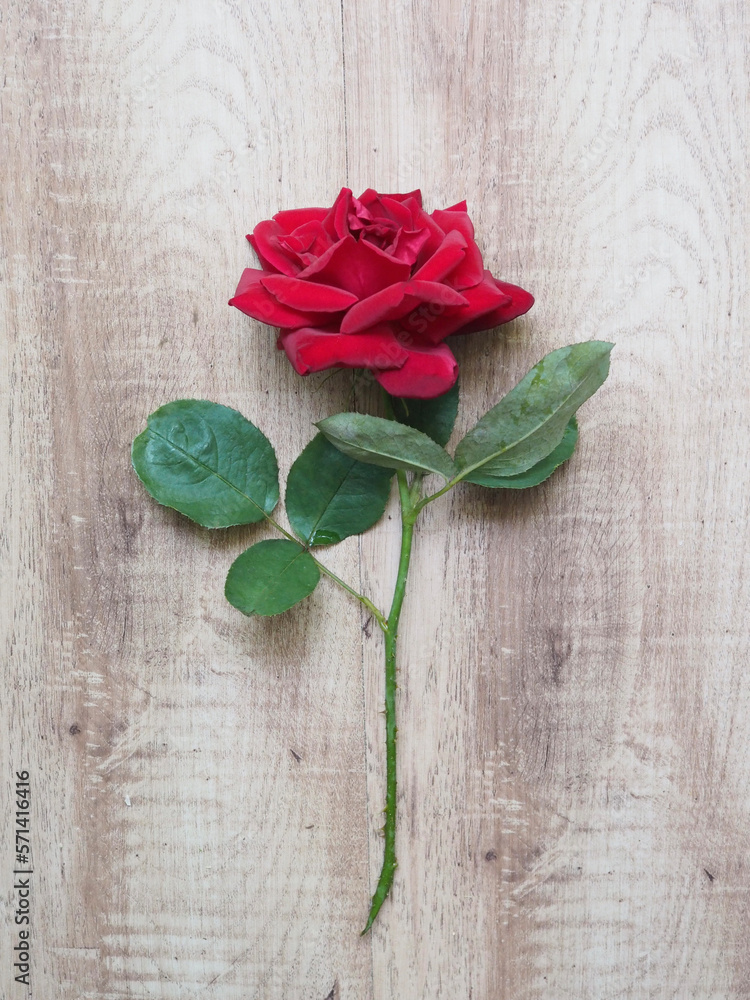 red single rose with wooden background red single rose with wooden background