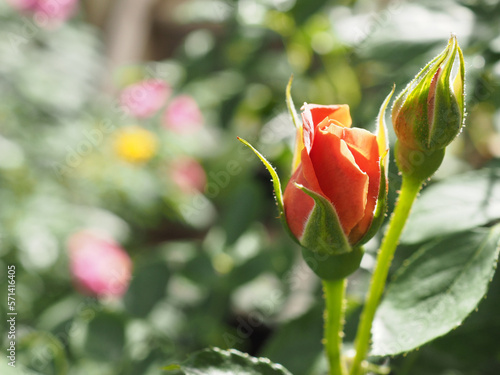 rose buds in a garden