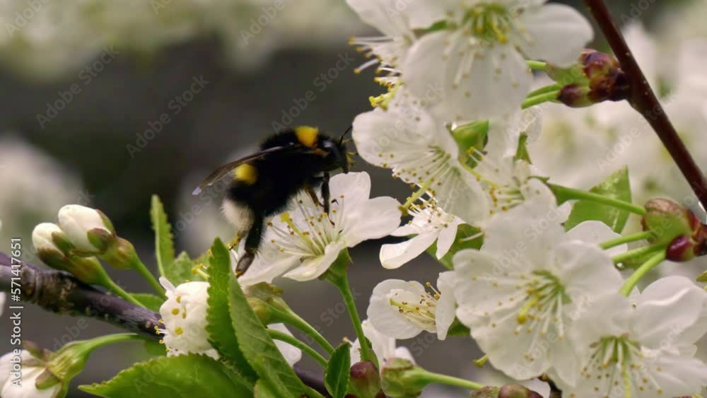 Black and yellow bee flying and collecting nectar from some white flowers. Black and yellow bee flying and collecting nectar from some white flowers.