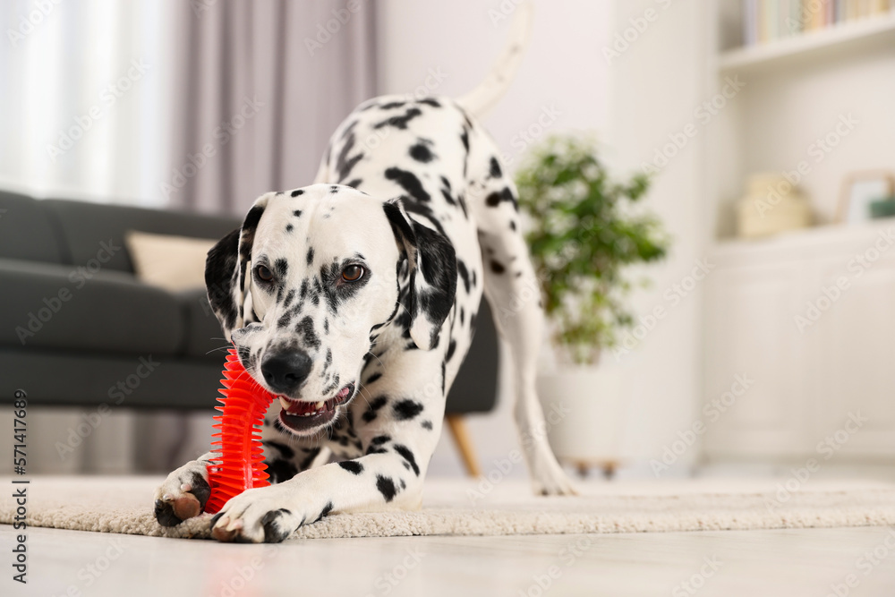 Adorable Dalmatian dog playing with toy indoors. Lovely pet