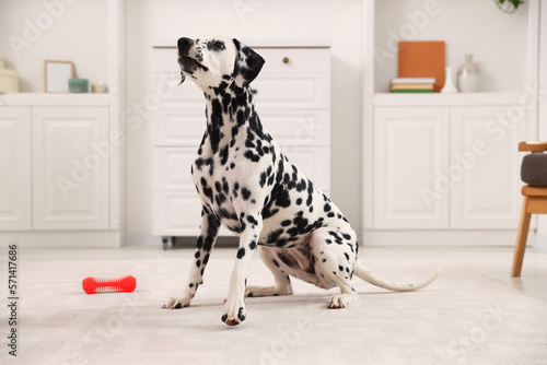 Adorable Dalmatian dog sitting on rug indoors
