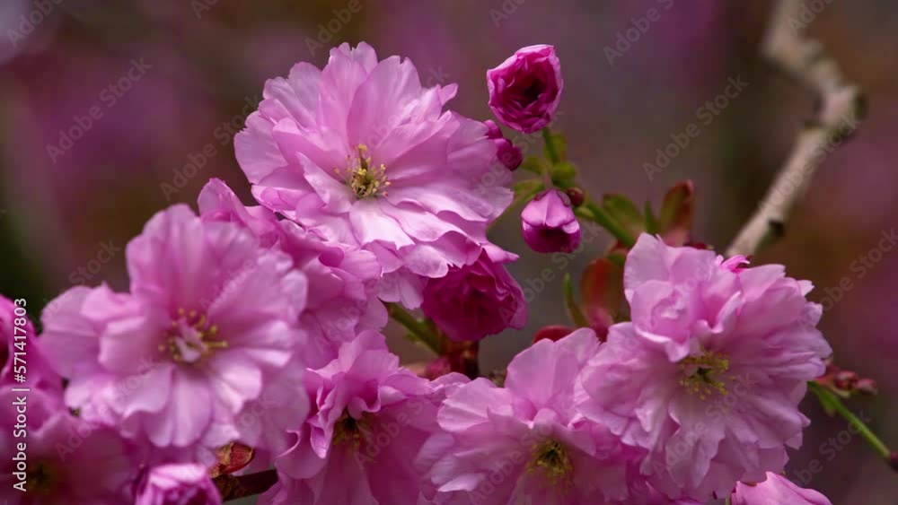 Branch of a tree with beautiful pink flowers moving by the wind Branch of a tree with beautiful pink flowers moving by the wind