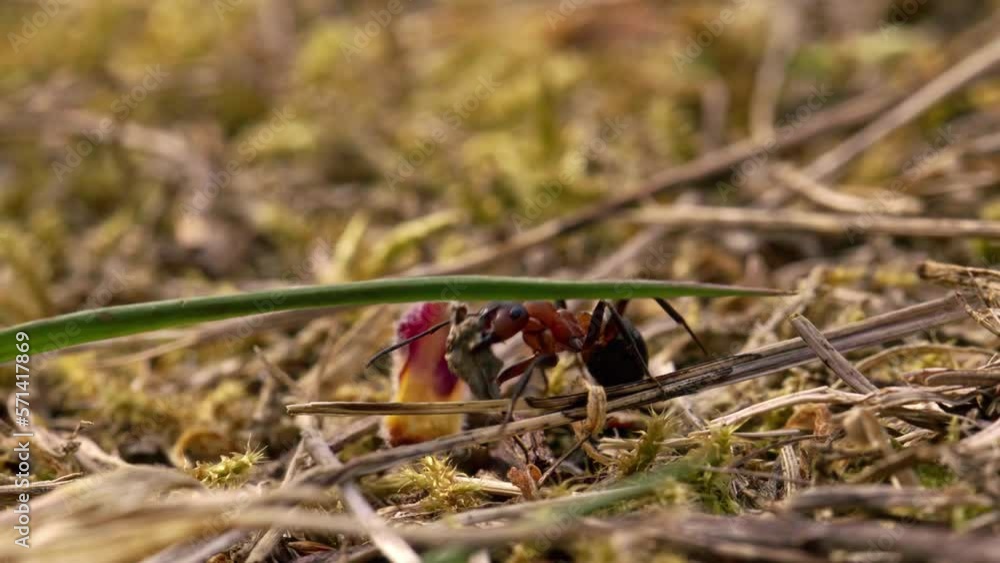 Macro of an ant carrying food in its jaws, walking on dry grass. Macro of an ant carrying food in its jaws, walking on dry grass.