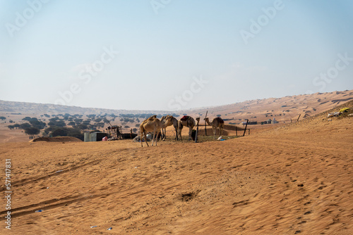 Camels in Oman 