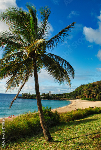 Palm tree on the Waimea beach Northshore Oahu Hawaii