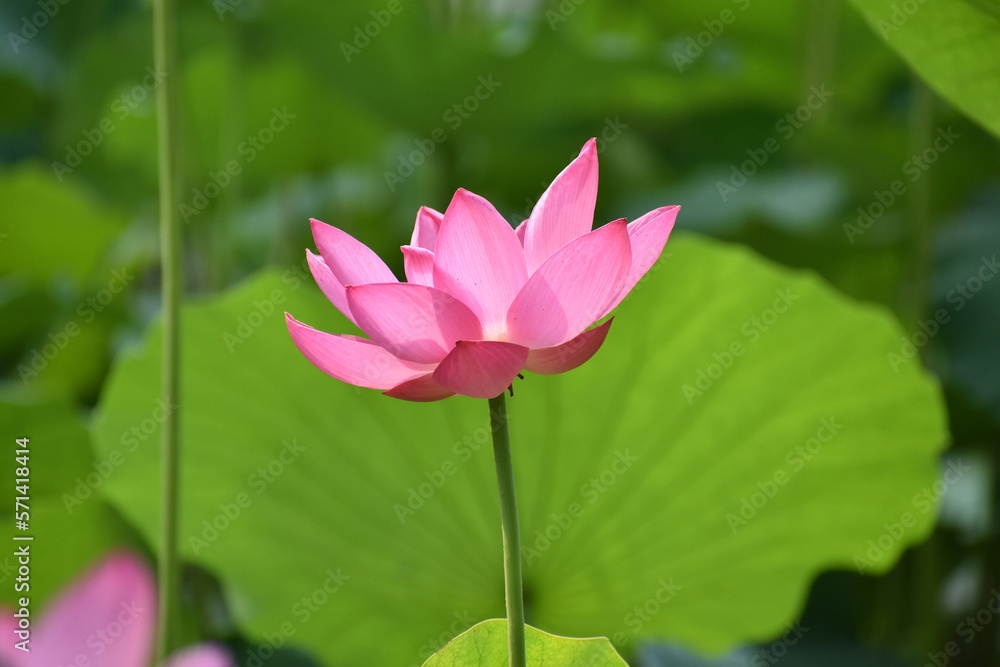 Beautiful Lotus in water in Beijing 