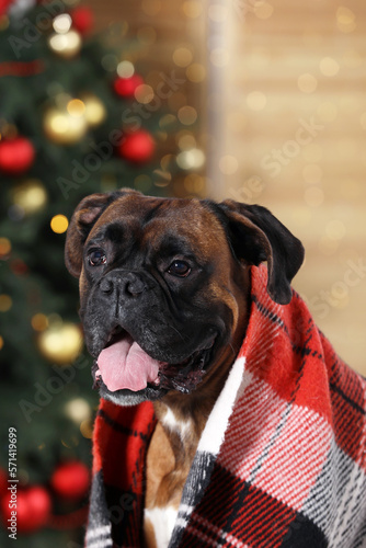 Cute dog covered with plaid near decorated Christmas tree indoors