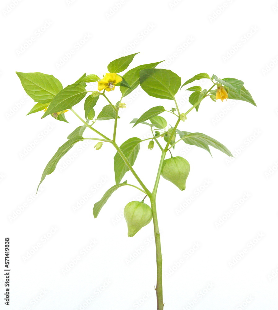 Physalis peruviana, cape gooseberry plant with fruits and flowers, on white background Physalis peruviana, cape gooseberry plant with fruits and flowers, on white background