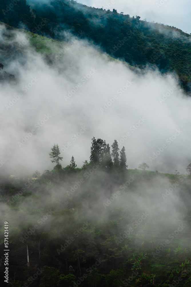 fog in the mountains and tree, Santander, Colombia