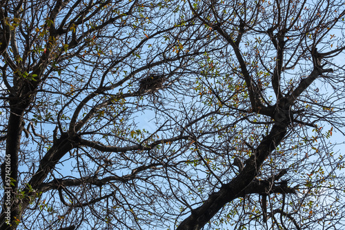bird's nest among tree branches. blue sky.