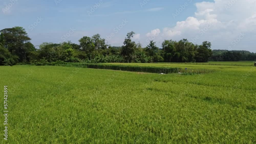Aerial view of rice fields in the morning. Shot backwards Aerial view of rice fields in the morning. Shot backwards