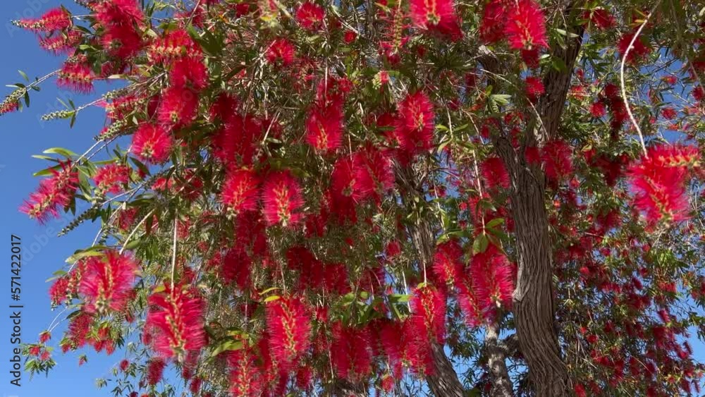 Weeping Bottlebrush Tree in bloom on windy day Weeping Bottlebrush Tree in bloom on windy day