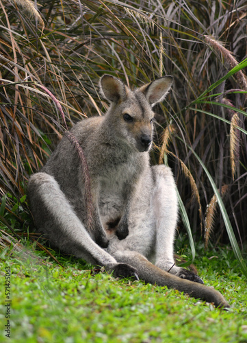 Cute wallaby sitting on the grass.