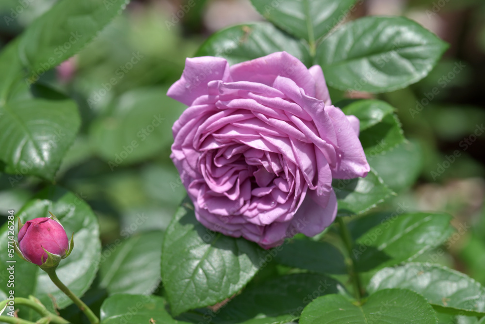 カインダー・ブルー バラの花 カインダー・ブルー バラの花