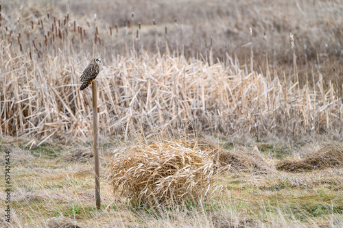 Short-eared owl perched on a wood post in a winter landscape, brown field of dried grasses and cat tails 