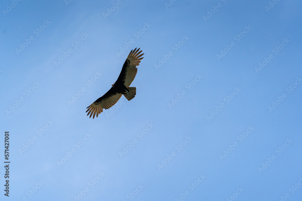 Naklejka premium A Turkey vulture (Cathartes aura) flies over the Mayan ruin complex at Chichen Itza.