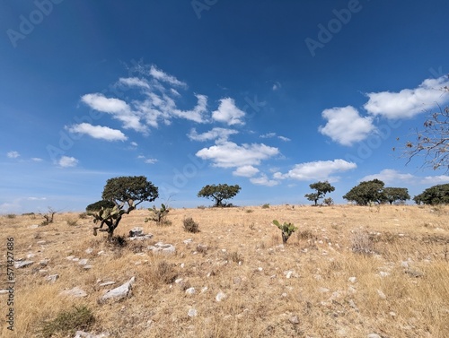 tree in the field, hill in the state of puebla, mexico, america, spring day