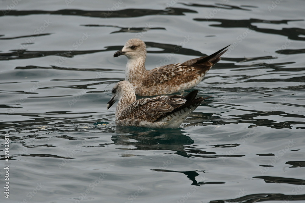 GAVIOTA PATIAMARILLA GAVIOTA PATIAMARILLA