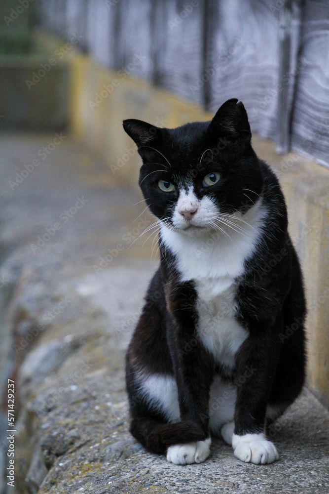 宮城県の田代島にて　白黒のネコ