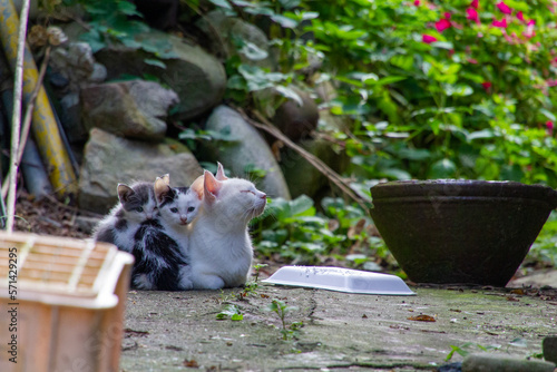 宮城県の田代島にて　親子猫