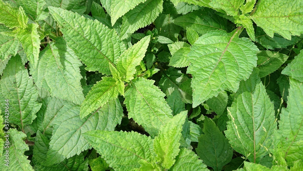 kirinyuh leaves, Chromolaena Odorata, wild plants useful for herbal medicine kirinyuh leaves, Chromolaena Odorata, wild plants useful for herbal medicine