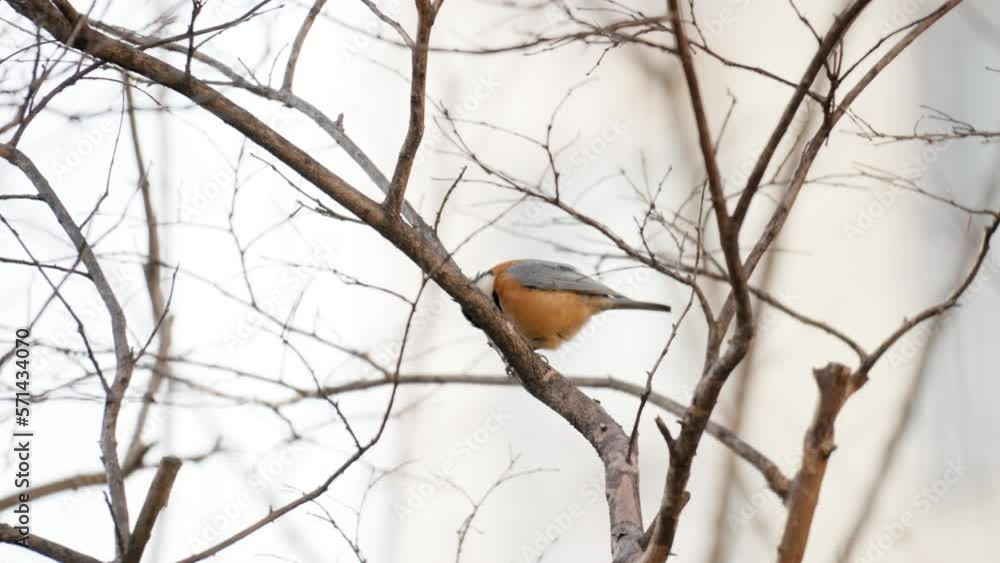 Varied tit (Sittiparus varius) bird pecking nut with beak in winter perched on leafless twig Varied tit (Sittiparus varius) bird pecking nut with beak in winter perched on leafless twig