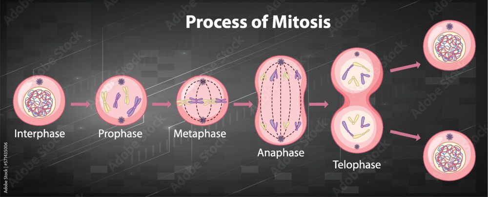 Process of mitosis phases with explanations Stock Vector Biology Diagrams